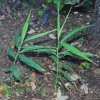 Zingiber officinale
